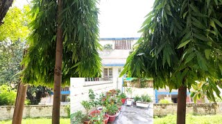 Rainy season Garden setup 🌺🌹🌳🌿🌸🍀⛈️🌦️