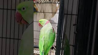 Papaya day today | Alexandrine Parakeet #cute #parrot #papaya #alexandrineparakeet