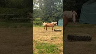 Horses #farmer #horse