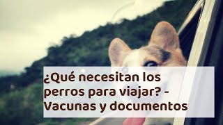 ¿Qué necesitan los perros para viajar? - Vacunas y documentos