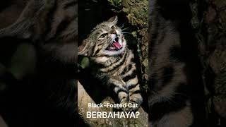 KUCING IMUT TAPI BERBAHAYA | BLACK-FOOTED CAT #shorts