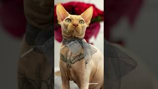 KUCING DITATO PEMILIKNYA Tuai Kecaman | SPHYNX