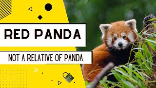 Red Panda - Not A Relative of panda | Animal Fact Diaries | Animal Documentary | Lesser Panda |