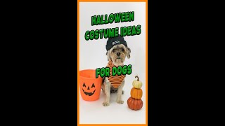 Some Halloween Costume Ideas for your Dog #Shorts