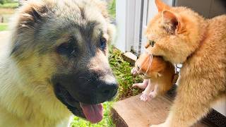 Mom cat carries kittens to dad but meets a huge dog.  So cute. Reaction.