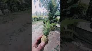 DU NA POLIO U  NE # SOH# TRUN#THE SMALLEST  PINEAPPLE 🍍 IN THE WORLD 🌎 #RI BHOI