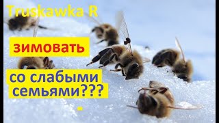 #Пчёлы. Проблемы, которые ждут любителей, зимовать со слабыми семьями. Стоит ли рисковать?