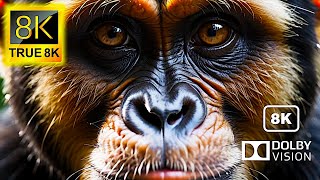 Animals Dolby Vision 8K Videos Ultra HD 120fps | TRUE 8K