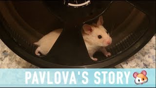 PAVLOVA'S STORY! 🐹