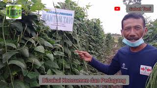 Kacang Panjang Super KANTON TAVI #TahanGV #TahanSimpan #Disukaikonsumen&pedagang #jatiagung #lamsel