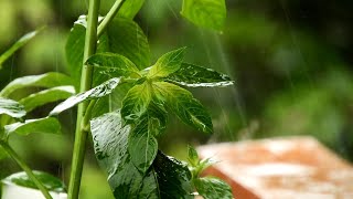 Chuva nas Folhas | Som de chuva | Barulho de chuva nas folhas para relaxar | dormir | Musicoterapia