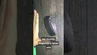 LA CUCARACHA MÁS GRANDE DEL MUNDO #animales #curiosidades #shorts