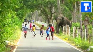 Dramatic moment wild elephant chases men down Sri Lankan road