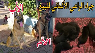 جراء الراعي الألماني للبيعlahlalvlog@