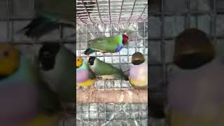 Very Colourful very Beautiful Gouldian finches | Adult Pairs