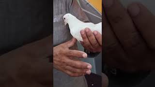 🕊Jama Masjid kabootar Market Delhi🕊