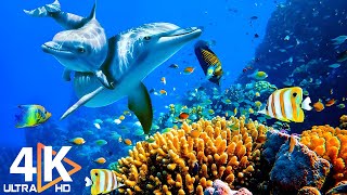 THE DEEP OCEAN | 4K TV ULTRA HD / Full Documentary - Beautiful Coral Reef Fish Video - Stress Relief