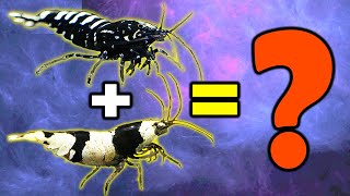 Breeding Taiwan bee and Pinto Shrimp with Crystal shrimp - Mischling method