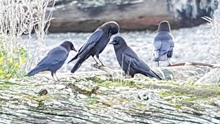 A Murder of Crows at Kala Point Lagoon