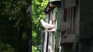 Pigeon nervous first-time out