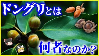 【ゆっくり解説】栗もドングリである…⁉️「ドングリ」とは何者なのか？を解説/人類とドングリの歴史…ドングリの存在理由とは？