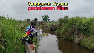 Sambaran Toman pedalaman Riau bikin greget | Fishing for black water river Giant Snackhead