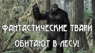 Фантастические твари обитают в лесу!