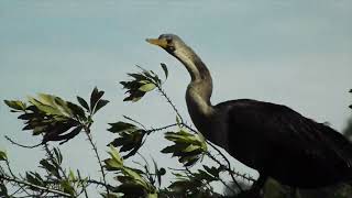 Cormorant