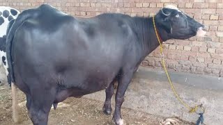 Beautiful Neeli Ravi Buffalo for Sale in Pakistan on YouTube 23/8/2024