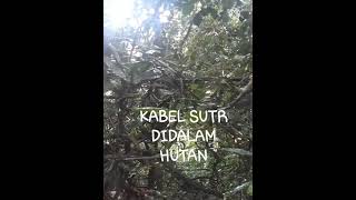 kabel saluran udara tegangan rendah didalam hutan