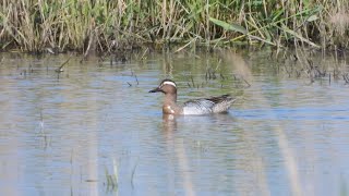 Goldcliff Birding #156 with Garganey