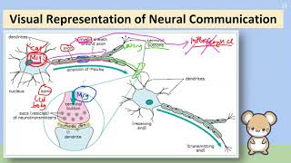 Spread C - The Structure and Function of the Neuron