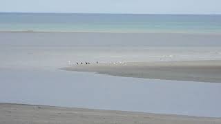 Réserve Naturelle et Nationale Baie de Saint Brieuc . Côtes d'Armor  phoque veau-marin