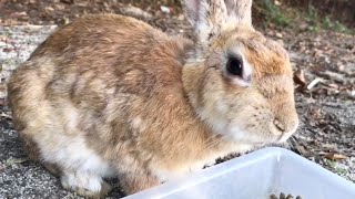 I want to hug this fluffy rabbit!