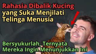 Tanda Kucing yang Suka Menjilati Telinga Manusia, Ternyata Mereka Ingin Menjukkan Hal Ini Kepadamu