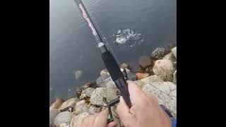 Catching cod fish