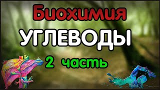 Биохимия. Лекция 48. Углеводы. Превращение фруктозы и галактозы в глюкозу. Гликогенез. Гликогенолиз.