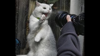 😺 Не снимай, я не накрашенная! 🐈 Самое смешное видео с котами и котятами! Вы будете смеяться! 😸