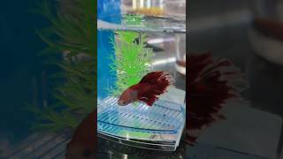 Betta Fish | Red betta Blue betta | #bettafish #betta #aquariumfish