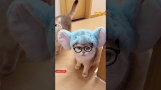 Cute kitty 😍 #catvideo #shortsfeed #cat #cats #shorts #catvideos #funnycats #cutecats #catlovers