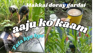 season of maize, a day in our life#organicfarming #womens #youtube #sikkim #villagelifestylevlog