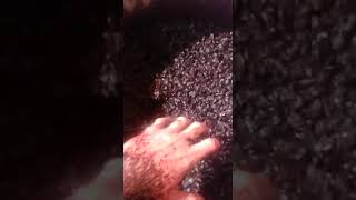 Remontado manual de cabernet sauvignon para Super Grillo en fermentación integral (Grillo SP)