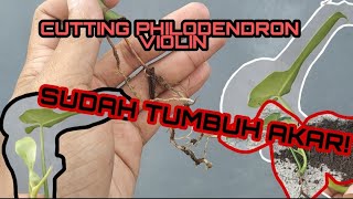 CUTTING PHILODENDRON VIOLIN | PHILO | TANAMAN HIAS PHILODENDRON VIOLIN