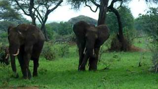 A walk in the Park 1-Watching elephants in Tansania