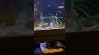 How do you like this aquarium?🐟🐠🐡#shorts #funnyvideo #animalsvideo #tiktok #funnymoments #fails