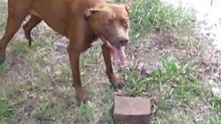 Rosie and her Brick!