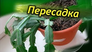 ПЕРЕСАДКА Декабриста. Как правильно пересадить  шлюмбергеру. Когда нужна пересадка!