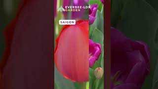 The Rogue Rouge | EVERBEE - Ldn: GARDEN