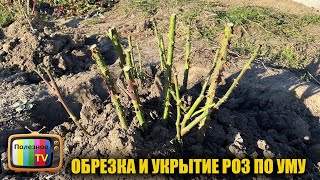 Розы осенью.Правильная обрезка и укрытие роз на зиму. Никогда не вымерзнут