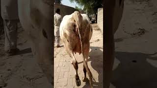 Holstein Friesian Cow in Pakistan|| #livestock #livestocktransport #viralshortsvideo